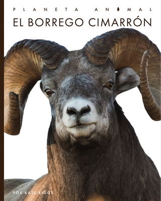 El Borrego Cimarrón (Planeta Animal)