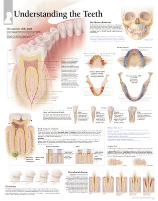 Understanding the Teeth Chart: Wall Chart Cover Image