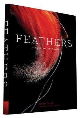 The Extravagant Beauty of Feathers, Arts & Culture