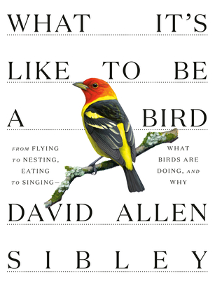 What It's Like to Be a Bird: From Flying to Nesting, Eating to Singing--What Birds Are Doing, and Why (Sibley Guides) By David Allen Sibley Cover Image