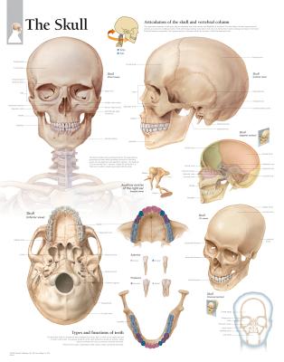 The Skull: Laminated Wall Chart Cover Image