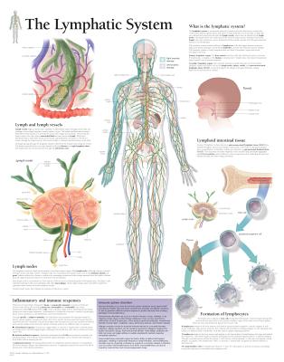 The Lymphatic System Chart: Wall Chart By Scientific Publishing (Other) Cover Image