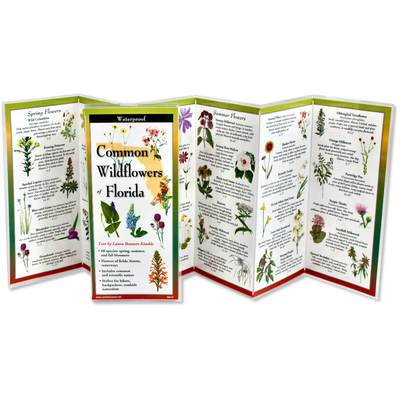 Common Wildflowers of Florida Cover Image