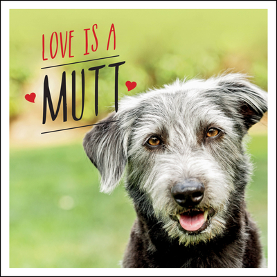 Love is a Mutt: A Dog-tastic Celebration of the World's Cutest Mixed and Cross Breeds By Charlie Ellis Cover Image