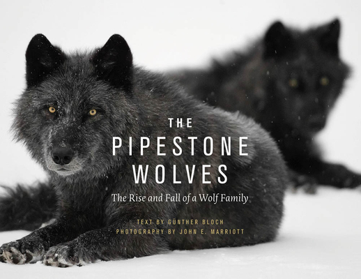 The Pipestone Wolves: The Rise and Fall of a Wolf Family  Cover Image