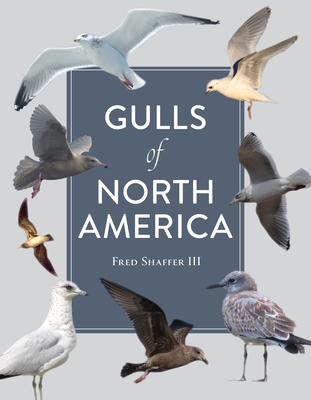 Gulls of North America By Fred Shaffer Cover Image