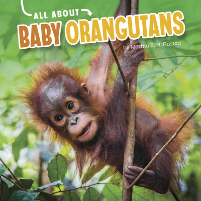 All about Baby Orangutans (Oh Baby!)