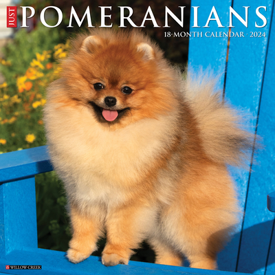 Just Pomeranians 2024 12 X 12 Wall Calendar By Willow Creek Press Cover Image