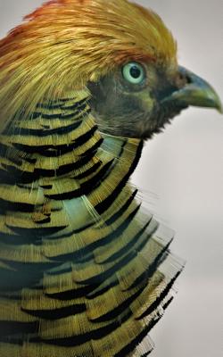 Notebook: Golden pheasant bird mane beak eyes quail wildfowl bird goose feather grouse partridge Cover Image