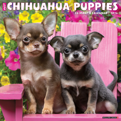 Just Chihuahua Puppies 2024 12 X 12 Wall Calendar Cover Image