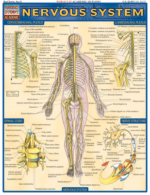 Nervous System (Quickstudy: Academic)