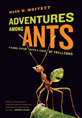 Cover for Adventures Among Ants