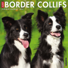 Just Border Collies 2023 Wall Calendar By Willow Creek Press Cover Image