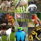 Hybrids Cover Image