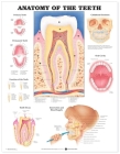 Anatomy of the Teeth Anatomical Chart Cover Image
