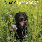 Black Labradors Calendar 2018: 16 Month Calendar By Paul Jenson Cover Image