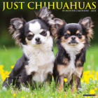 Just Chihuahuas 2024 12 X 12 Wall Calendar By Willow Creek Press Cover Image