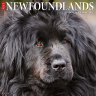 Just Newfoundlands 2023 Wall Calendar By Willow Creek Press Cover Image