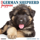 Just German Shepherd Puppies 2023 Wall Calendar By Willow Creek Press Cover Image
