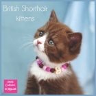 British Shorthair kittens 2022 Calendar 16 Month: Official British Shorthair Cats Calendar 2022, Square Calendar Cover Image