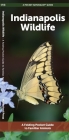 Indianapolis Wildlife: A Folding Pocket Guide to Familiar Animals (Pocket Naturalist Guide) Cover Image