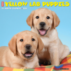 Just Yellow Lab Puppies 2024 12 X 12 Wall Calendar By Willow Creek Press Cover Image