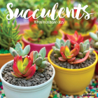 Succulents 2025 12 X 12 Wall Calendar By Willow Creek Press Cover Image