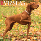 Just Vizslas 2023 Wall Calendar By Willow Creek Press Cover Image
