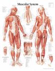 Muscular System Male Chart: Wall Chart By Scientific Publishing (Other) Cover Image