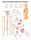 The Autonomic Nervous System Anatomical Chart Cover Image