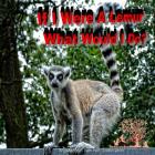 If I Were A Lemur: What Would I Do? (Bright) By Beth Pait, Corissa Smith, Angelia Smith Cover Image