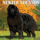 Just Newfoundlands 2022 Wall Calendar (Dog Breed) By Willow Creek Press Cover Image