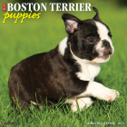 Just Boston Terrier Puppies 2023 Wall Calendar By Willow Creek Press Cover Image