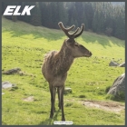 ELK 2021 Wall Calendar: Official ELK Moose Calendar 2021 By Today Wall Calendrs 2021 Cover Image