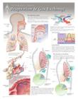 Respiration & Gas Exchange Wall Chart: 8130 Cover Image