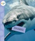 Sharks (Spot Ocean Animals) Cover Image