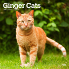 Ginger Cats 2025 12 X 24 Inch Monthly Square Wall Calendar Plastic-Free By Browntrout Cover Image