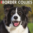 Just Border Collies 2022 Wall Calendar (Dog Breed) By Willow Creek Press Cover Image