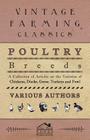 Poultry Breeds - A Collection of Articles on the Varieties of Chickens, Ducks, Geese, Turkeys and Fowl By Various Cover Image