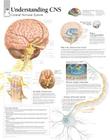 Understanding CNS Chart: Laminated Wall Chart Cover Image