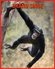 Grand Singe: Recueil pour Enfants de Belles Images & d'Informations Intéressantes Concernant les Grand Singe By Emily Rennie Cover Image