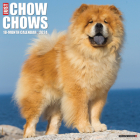 Just Chow Chows 2024 12 X 12 Wall Calendar By Willow Creek Press Cover Image
