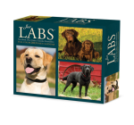 Labs 2023 Box Calendar By Willow Creek Press Cover Image
