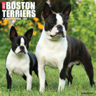 Just Boston Terriers 2023 Wall Calendar By Willow Creek Press Cover Image