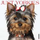 Just Yorkies 2024 12 X 12 Wall Calendar By Willow Creek Press Cover Image