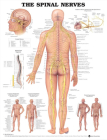 The Spinal Nerves Anatomical Chart Cover Image