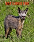 Bat Eared Fox: Amazing Facts & Pictures By Pam Louise Cover Image