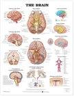The Brain Anatomical Chart Cover Image