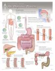 The Digestive Process Wall Chart: 8150 Cover Image
