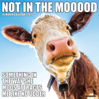 Not in the Mooood 2023 Wall Calendar By Willow Creek Press Cover Image